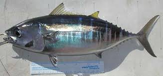 Image result for Thunnus obesus