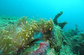 Image result for Chesham Sub Aqua