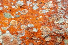 Attēlu rezultāti vaicājumam “Trentepohlia sp.”