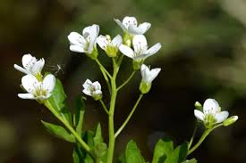 Attēlu rezultāti vaicājumam “Cardamine amara”