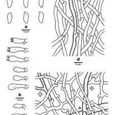 Attēlu rezultāti vaicājumam “Antrodia mellita”