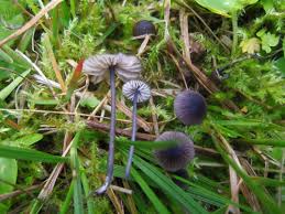 Attēlu rezultāti vaicājumam “Badhamia lilacina var. megaspora”