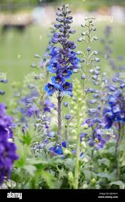 Attēlu rezultāti vaicājumam “Delphinium elatum  flower”