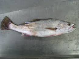 Image result for Argyrosomus coronus