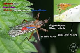 Attēlu rezultāti vaicājumam “Empis sp.”