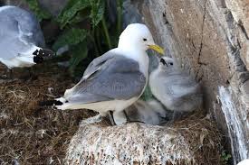 Attēlu rezultāti vaicājumam “Rissa tridactyla nest”