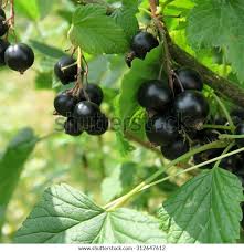 Attēlu rezultāti vaicājumam “Ribes nigrum fruit”