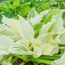 Image result for Hosta White Feather