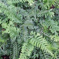 Attēlu rezultāti vaicājumam “Polypodium vulgare”
