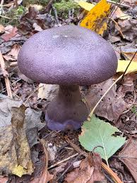 Attēlu rezultāti vaicājumam “Pucciniastrum areolatum”