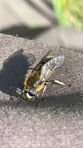 Attēlu rezultāti vaicājumam “Heptatoma pellucens”