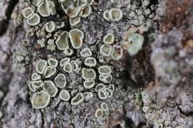 Attēlu rezultāti vaicājumam “Scoliciosporum chlorococcum”