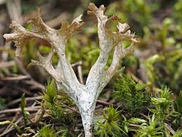 Attēlu rezultāti vaicājumam “Cetraria islandica”