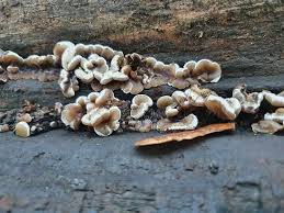 Attēlu rezultāti vaicājumam “Auricularia mesenterica”