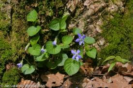 Attēlu rezultāti vaicājumam “Viola riviniana fruit”