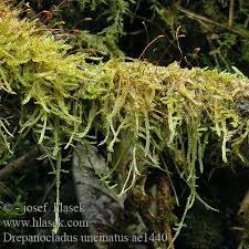 Attēlu rezultāti vaicājumam “Sanionia uncinata”