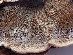 Attēlu rezultāti vaicājumam “Gloeophyllum trabeum”