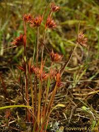 Attēlu rezultāti vaicājumam “Juncus capitatus”