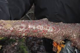 Attēlu rezultāti vaicājumam “Neonectria coccinea”