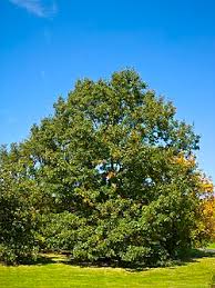 Attēlu rezultāti vaicājumam “Quercus”