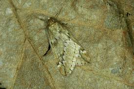 Attēlu rezultāti vaicājumam “Alsophila aescularia”