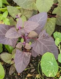 Image result for Atriplex hortensis