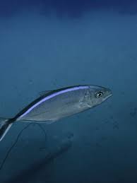 Image result for Caranx ruber