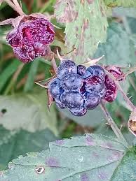 Attēlu rezultāti vaicājumam “Rubus caesius fruit”