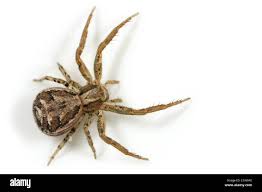 Attēlu rezultāti vaicājumam “Thomisidae”