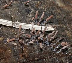 Attēlu rezultāti vaicājumam “Stemonitopsis hyperopta var. landewaldii stalked”