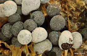 Attēlu rezultāti vaicājumam “Lamproderma gulielmae”