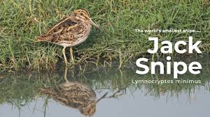 Image result for Lymnocryptes minimus