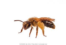 Attēlu rezultāti vaicājumam “Andrena”