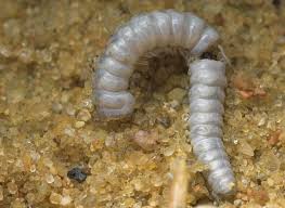 Attēlu rezultāti vaicājumam “Strongylosoma pallipes”