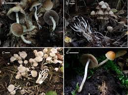 Attēlu rezultāti vaicājumam “Psathyrella sp.”