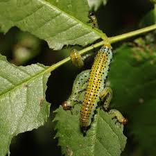 Attēlu rezultāti vaicājumam “Argidae larva”