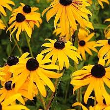 Attēlu rezultāti vaicājumam “Rudbeckia hirta var. hirta”