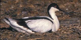 Attēlu rezultāti vaicājumam “Recurvirostra avosetta”