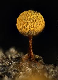 Attēlu rezultāti vaicājumam “Craterium minutum macro”