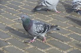 Attēlu rezultāti vaicājumam “Columba livia f. domestica”