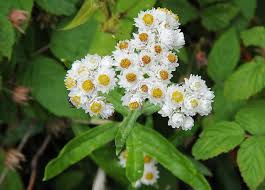 Attēlu rezultāti vaicājumam “Anaphalis margaritacea leaf”