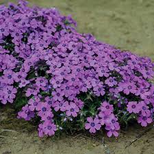 Image result for Phlox drummondii