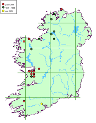 Attēlu rezultāti vaicājumam “Megalaria grossa”