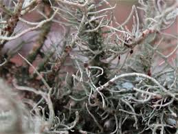 Attēlu rezultāti vaicājumam “Biatoropsis usnearum”