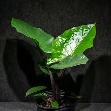 Attēlu rezultāti vaicājumam “Cephaloziella elachista macro”