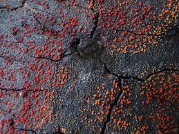 Attēlu rezultāti vaicājumam “Nectria episphaeria”