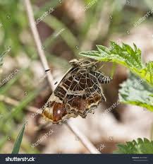 Attēlu rezultāti vaicājumam “Araschnia levana larva”