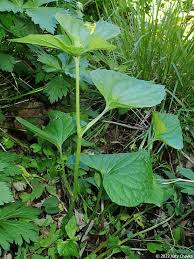 Attēlu rezultāti vaicājumam “Viola epipsila leaf”