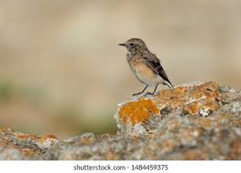 Attēlu rezultāti vaicājumam “Oenanthe oenanthe juvenile”