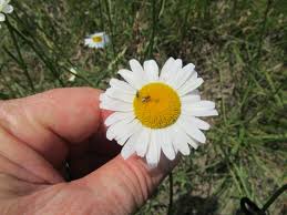 Attēlu rezultāti vaicājumam “Leucanthemum vulgare”